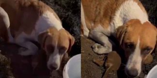 #VIDEO | 6 cachorros fueron quemados con vida y la madre se negaba a abandonar sus cuerpos sin vida