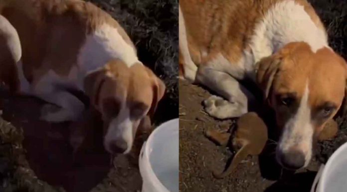 #VIDEO | 6 cachorros fueron quemados con vida y la madre se negaba a abandonar sus cuerpos sin vida