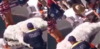 #VIDEO | Caballo se desmaya por el cansancio mientras jalaba calandria de quinceañera