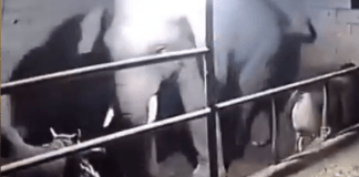 #Video // Brutal ataque de elefante a toros amarrados