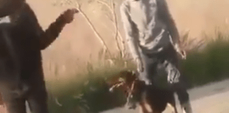 #Video // Perro ataca a individuo tras ser golpeado
