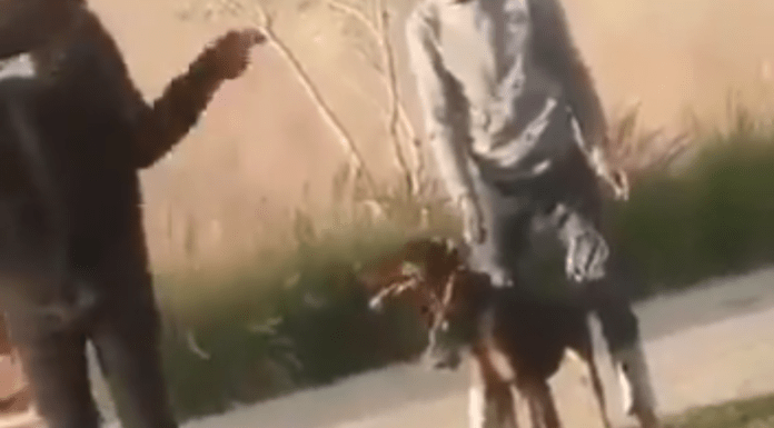 #Video // Perro ataca a individuo tras ser golpeado