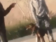 #Video // Perro ataca a individuo tras ser golpeado