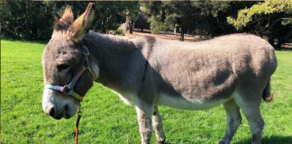 Fallece Perry, el burro que inspiró al personaje de Burro en Shrek