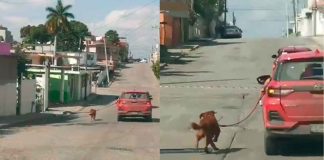 #VIDEO | Perrito es captado atado a un carro en movimiento; el hecho genera indignación en redes