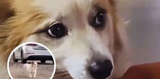 #VIDEO | El dolor de un perro fiel: Pudding espera el regreso de su familia tras la tragedia aérea con la aerolínea Jeju Air