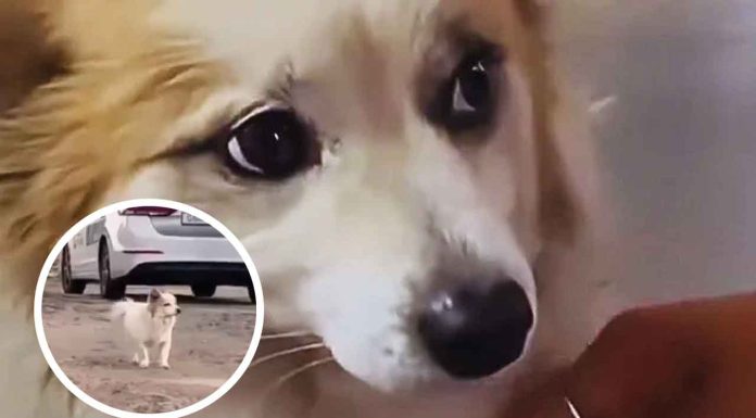 #VIDEO | El dolor de un perro fiel: Pudding espera el regreso de su familia tras la tragedia aérea con la aerolínea Jeju Air