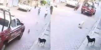 #VIDEO | Funcionario atropella a perrito con patrulla municipal; se fue sin asumir sus responsabilidades