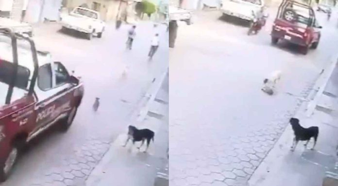 #VIDEO | Funcionario atropella a perrito con patrulla municipal; se fue sin asumir sus responsabilidades