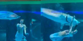 #VIDEO | Pez gigante ataca a mujer disfrazada de sirena durante el show de un acuario