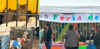 Continúan ferias de adopción por parte de rescatistas independientes