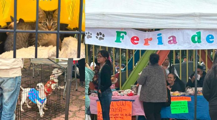 Continúan ferias de adopción por parte de rescatistas independientes