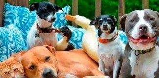 Animalistas del estado marcharán este fin de semana