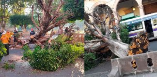 #Imágenes | Raíces del árbol que cayó en plaza de Armas, ya estaban secas: Plazas y Jardines