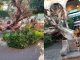 #Imágenes | Raíces del árbol que cayó en plaza de Armas, ya estaban secas: Plazas y Jardines