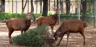#VIDEO | Recicla tu árbol de Navidad en el Zoológico y recibe una entrada gratis