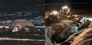 #VIDEO | Ballena jorobada muere al quedar atrapada en una red de pesca en Mazatlán