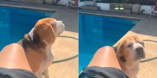 #VIDEO | Perrito se hace viral en redes social por su forma de bailar
