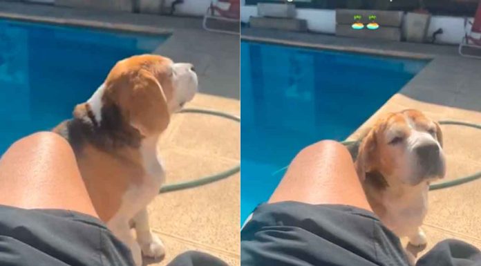 #VIDEO | Perrito se hace viral en redes social por su forma de bailar