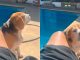 #VIDEO | Perrito se hace viral en redes social por su forma de bailar