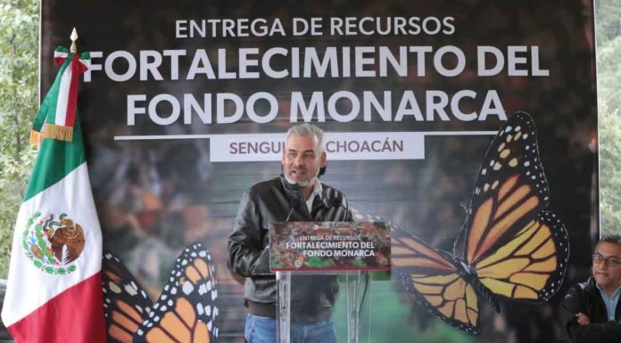 #Imágenes | Con Fondo Monarca aumentó pago de servicios ambientales para cuidar la mariposa: Bedolla
