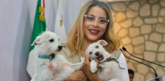 A cambio de esterilizaciones veterinarios recibirán boletos para Chayanne