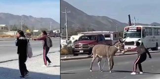 #VIDEO #Viral | Estudiantes detienen el tráfico para salvar a un burrito #México