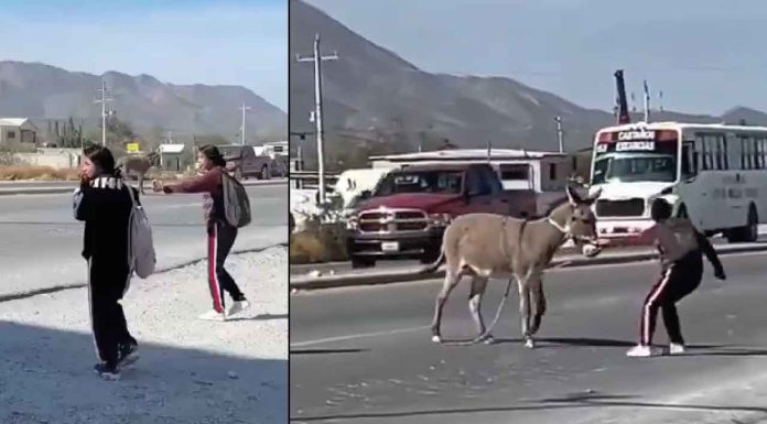 #VIDEO #Viral | Estudiantes detienen el tráfico para salvar a un burrito #México