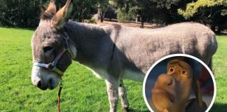 #Entérate | Muere Perry el burrito que inspiró al icónico personaje burro de Shrek