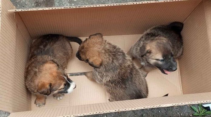 Durante Día de Reyes, aseguran cinco cachorros abandonados en #Morelia