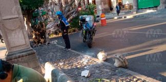 #VIDEO | Vehículo recolector de basura daña pieza de cantera al chocar contra árbol en Plaza de Armas de Morelia