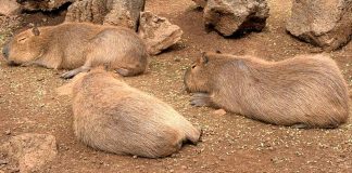 Esto es lo que podría costar interactuar con los capibaras en el Zoológico de Morelia