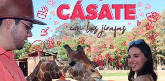 ¡Jirafas pueden ser testigo de tu boda! Cásate en el Zoológico de Morelia este 14 de febrero