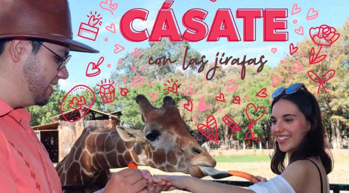 ¡Jirafas pueden ser testigo de tu boda! Cásate en el Zoológico de Morelia este 14 de febrero