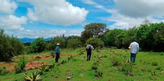 Unen esfuerzos para restaurar 50 hectáreas del área protegida cerro del Águila