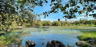 Avanza la recuperación del manantial de La Mintzita; se han limpiado 1.3 hectáreas: Compesca