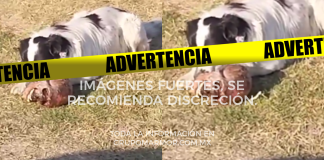 #VIDEO #ImágenesFuertes| Localizan cráneo humano totalmente descarnado en lote baldío