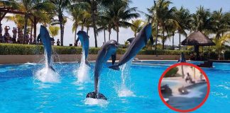 #VIDEO | Se viraliza la muerte de un delfín dentro de la alberca de un hotel #México