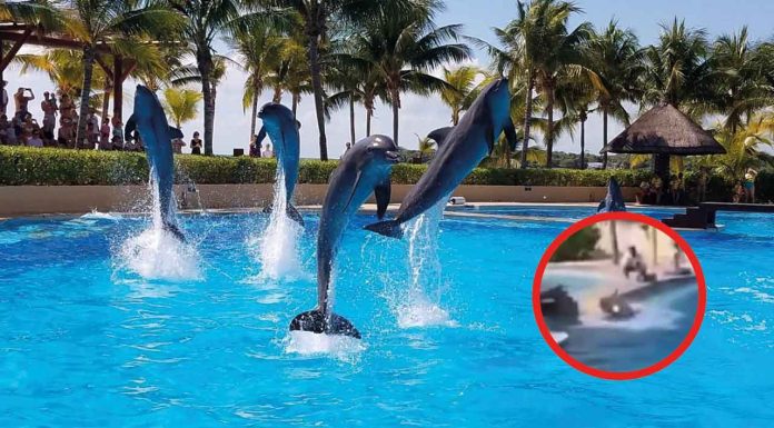 #VIDEO | Se viraliza la muerte de un delfín dentro de la alberca de un hotel #México
