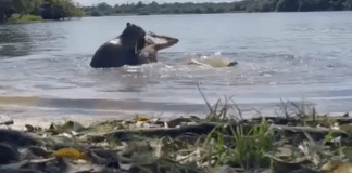 #VIDEO | Capibara ataca a joven y video se viraliza