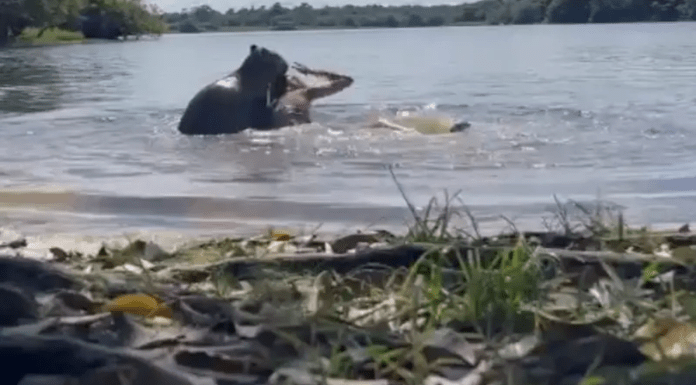 #VIDEO | Capibara ataca a joven y video se viraliza