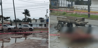 #México: Caballo muere electrocutado mientras jalaba carreta en plena calle
