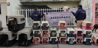 Rescatan a 29 perros víctimas de maltrato animal en Michoacán