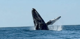 #FOTOS | Ballenas cautivan durante su paso por las playas michoacanas