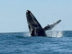 #FOTOS | Ballenas cautivan durante su paso por las playas michoacanas