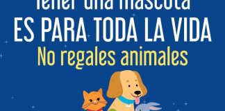 Fiscalía General refuerza acciones para erradicar la venta de animales en el operativo de Día de Reyes