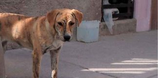 Vecinos denuncian a hombre que envenena a perros con salchichas