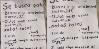 Niño moreliano realiza cartel a mano para localizar a su gatito extraviado y conmueve a los internautas