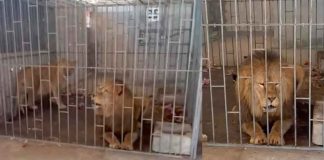 Rescatan a un par de leones enjaulados dentro de un inmueble #México