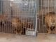 Rescatan a un par de leones enjaulados dentro de un inmueble #México